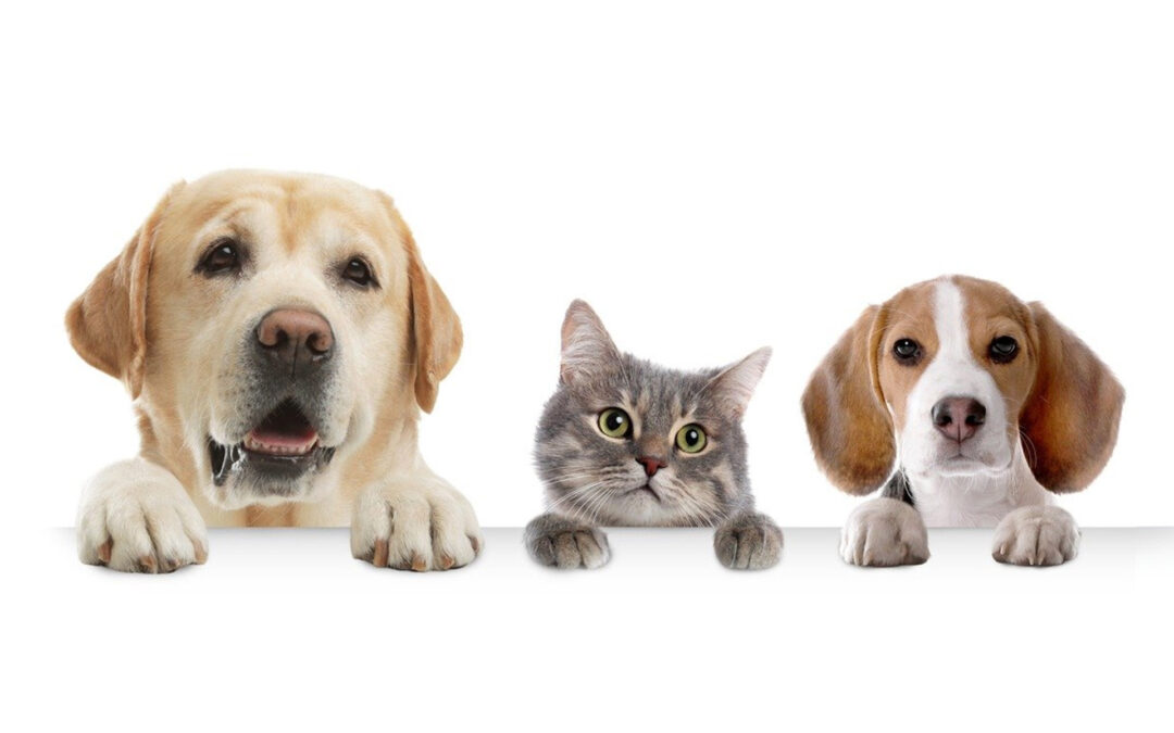 Strubens Valley Pet Microchipping – 7 March 2026